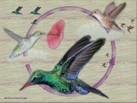 Hummingbird Paint Shop Pro Layers